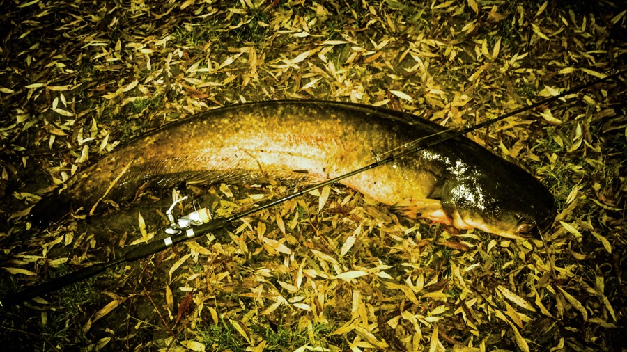Somn - 15 Kg